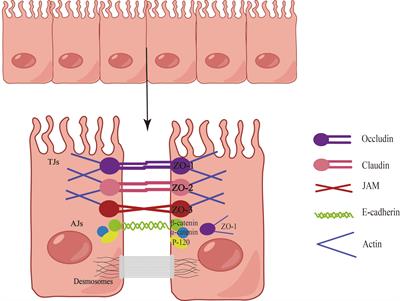 Involvement and repair of epithelial barrier dysfunction in allergic diseases